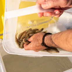 Frabill Magnum Bait Station® 19 Open Water